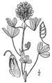 Trifolium reflexum illustration.tif