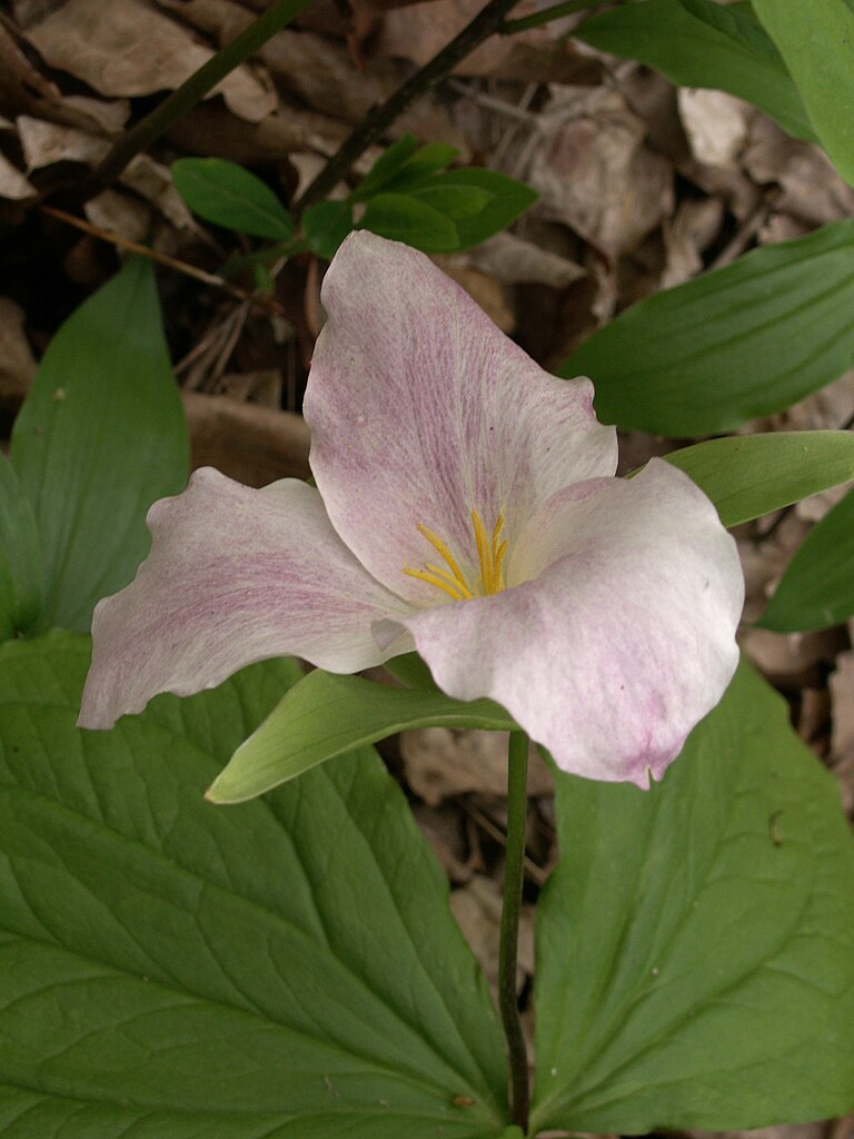 Great White Trillium turned pink