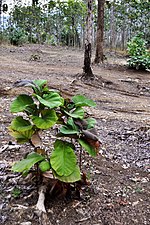 Miniatuur voor Plantungan (Kota Blora)