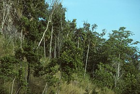 Opis zdjęcia Tulagi, Wyspy Salomona.  Czerwiec 1995.jpg.