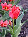 Tulipa 'Corsage', Tulipan 'Corsage', 2018-04-15