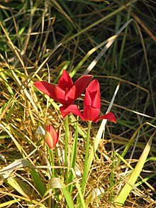 Sprenger's tulip Tulipa sprengeri.jpg