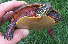 An eastern painted turtle held