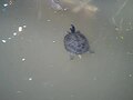 File:Turtles in Atocha garden (Madrid) 03.ogv
