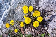 English: Tussilago farfara in March in the ruins of castle Seisenburg (Pettenbach, Upper Austria) Deutsch: Tussilago farfara, Huflattich im März zwischen den Resten der Seisenburg (Pettenbach, Oberösterreich)