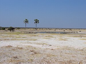 Waterhole "Twee Palms" with makalani palms at the Fischer pan 2004