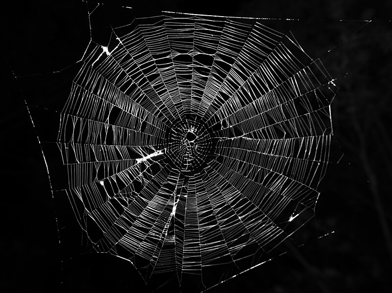 File:Typical-orb-web-photo.jpg