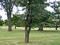 Ulmus × hollandica 'Rugosa Pendula', Morton Arboretum, US.[18]