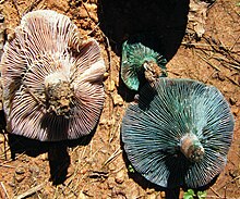 Underside of L. paradoxus.jpg