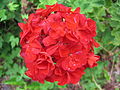 * Nomination Unidentified Red Flowers, possibly a geranium. --Digon3 talk 19:30, 8 July 2007 (UTC) * Decline Overexposed, the reds are clipping. It would be nice if identified too. -- Ram-Man 11:33, 12 July 2007 (UTC)