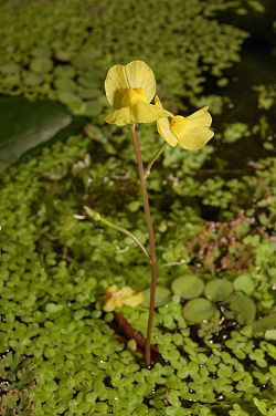 Utricularia aurea 5 Darwiniana.jpg