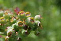 'Darrow', immature fruits