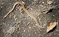 European viper (Vipera berus)