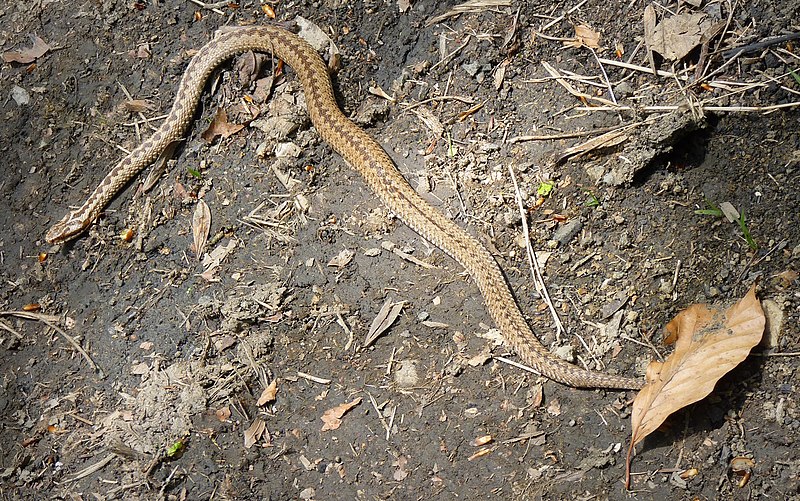 File:Veľká Fatra, zmije obecná.JPG