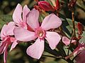 Oleander 3