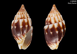 <i>Vexillum gourgueti</i> Species of gastropod
