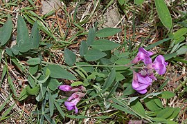 Vicia americana (American Vetch)