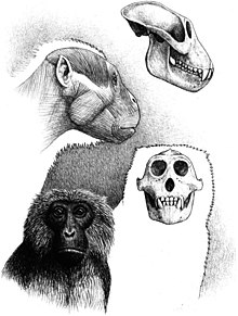 Victoriapithecus Victoriapithecus.jpg