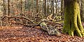 Vierhouterbos (Staatsbosbeheer). Natuurbos bij Vierhouten. (Omgevallen berk))