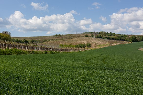 View of fields around Čejkovice (Hodonín District)