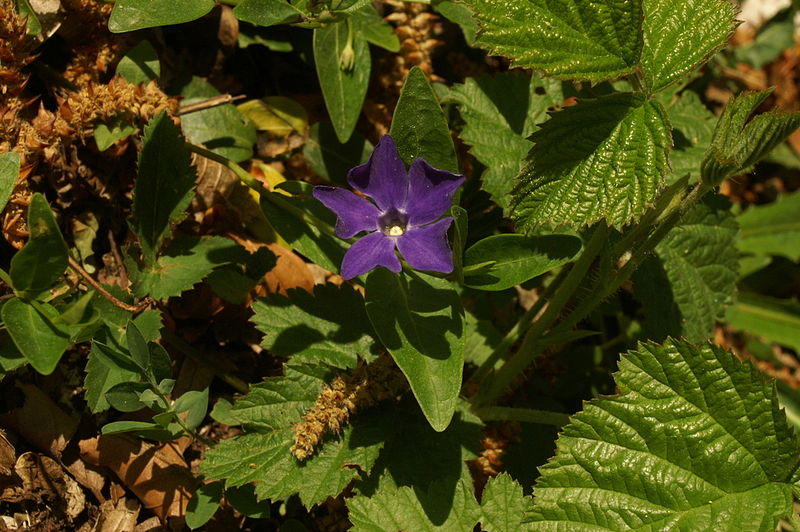 File:Vinca minor PID789-1.jpg