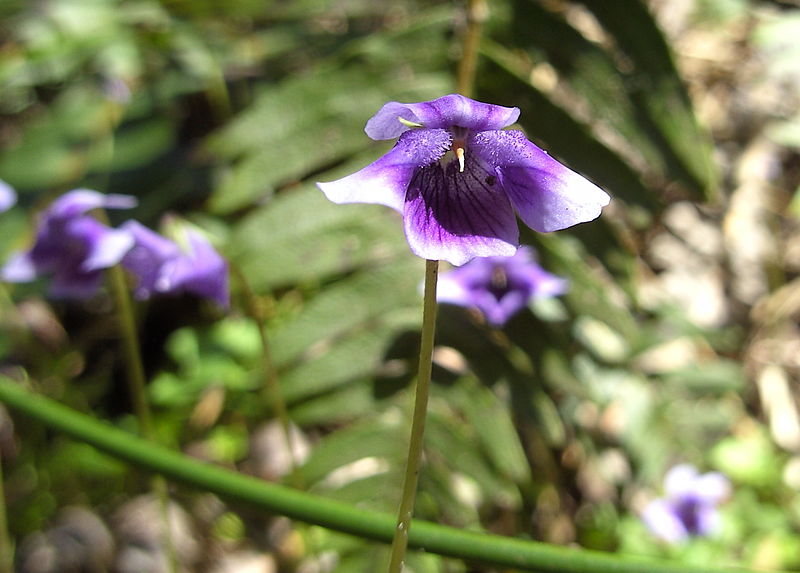 File:Viola banksii.jpg