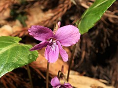 花は濃紫色で、唇弁に紫色のすじが入り、側弁の基部は無毛。