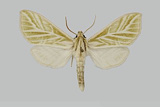 <i>Viriclanis</i> Genus of moths