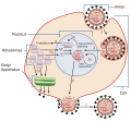 Viral Cell diagram