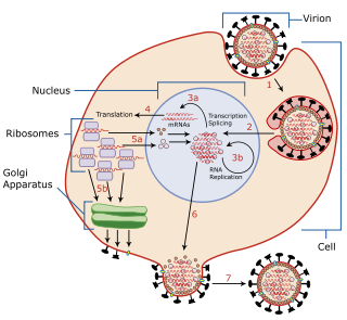 Viral replication is the formation of biological viruses during the infection process in the target host cells. Viruses must first get into the cell before viral replication can occur. Through the generation of abundant copies of its genome and packaging these copies, the virus continues infecting new hosts. Replication between viruses is greatly varied and depends on the type of genes involved in them. Most DNA viruses assemble in the nucleus while most RNA viruses develop solely in cytoplasm.