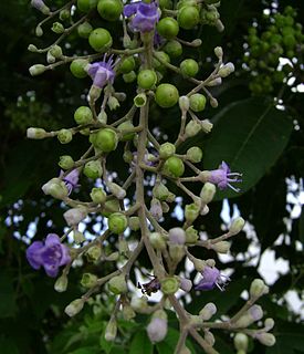 <i>Vitex trifolia</i> Species of shrub