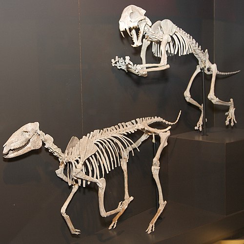 Extinct Mesohippus horse, found in Pennington County, on display at the Houston Museum of Natural Science