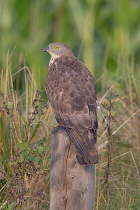 Wespenbussard Pecchiaiolo europeo Pernis apivorus.jpg