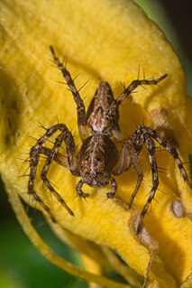 <i>Oxyopes scalaris</i> Species of spider