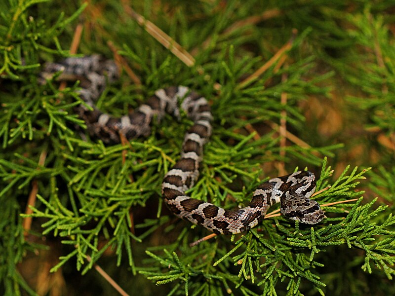 File:Western Rat Snake (Pantherophis obsoletus) (23931822917).jpg