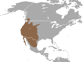 Western Spotted Skunk area.png