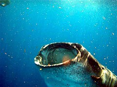 Scientists Discover the Largest Assembly of Whale Sharks Ever