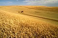 美國愛達荷州正在收割的麥田