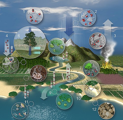 Where terrestrial carbon goes when water flows