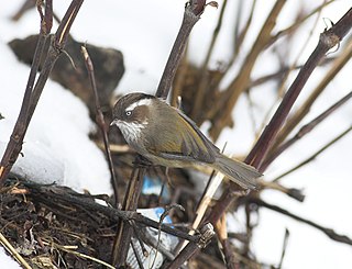 <span class="mw-page-title-main">White-browed fulvetta</span> Species of bird