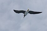 Миниатюра для Файл:White-eyed gull at the Red Sea.JPG