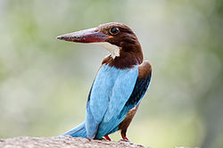 White-throated Kingfisher in the Lake area