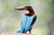 White-throated kingfisher BNC.jpg