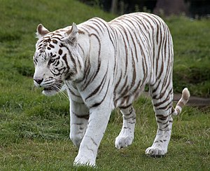 White Tiger 6 (3865790598).jpg