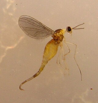 <i>Winnertzia</i> Genus of flies