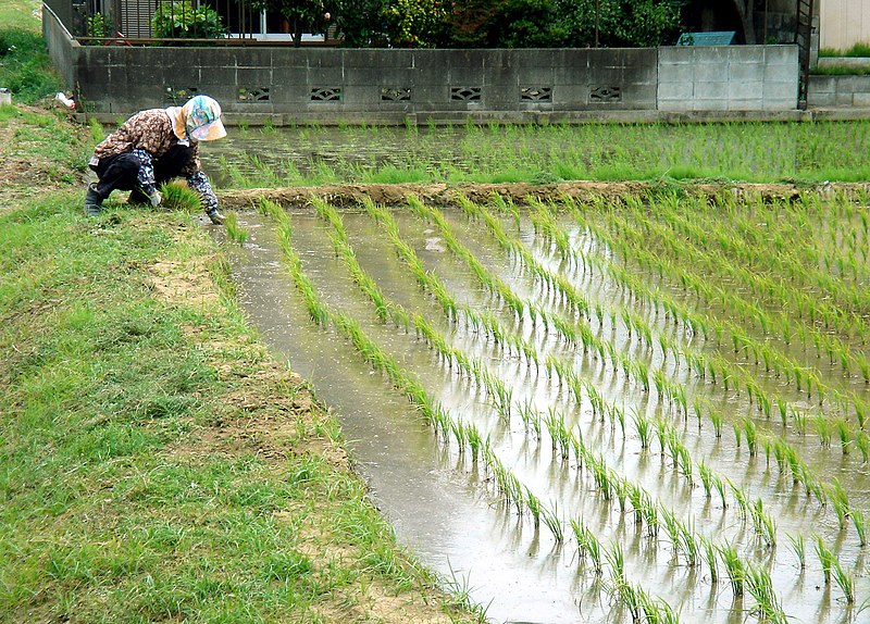 File:Working in the Rice Paddies in May.jpg