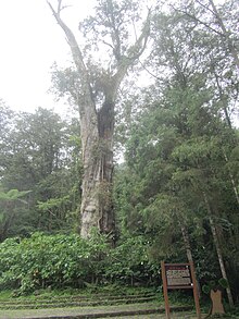 File:Xitou_Giant_Tree.JPG