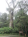 溪頭神木（樹齡約2800年，於2016年9月11日倒塌）