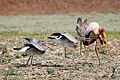 * Nomination 2 juvenile Yellow-billed storks rushing to feed from adult (Mycteria ibis). Upper Lupande GMA --Tagooty 01:16, 17 August 2023 (UTC) * Promotion  Support Good quality. --XRay 04:07, 17 August 2023 (UTC)