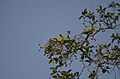 Yellow-footed green pigeon (Treron phoenicoptera) from keoladeo national park JEG2621.jpg